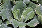 Pistia stratiotes water lettuce