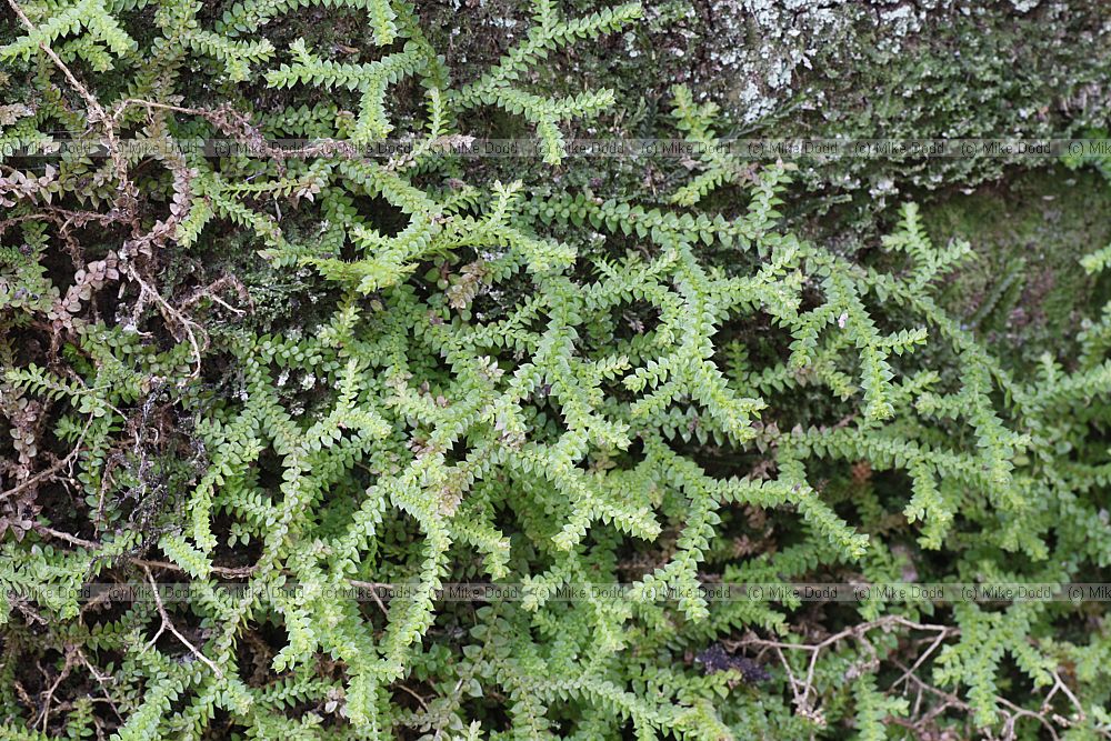 Selaginella denticulata