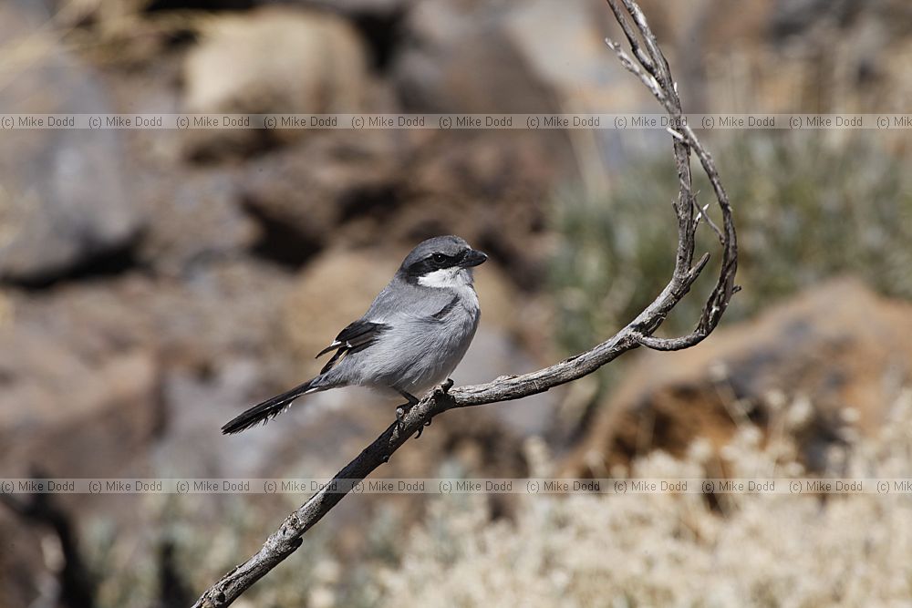 Southern Grey Shrike Lanius meridionalis