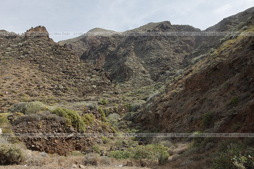 Species rich dry valley