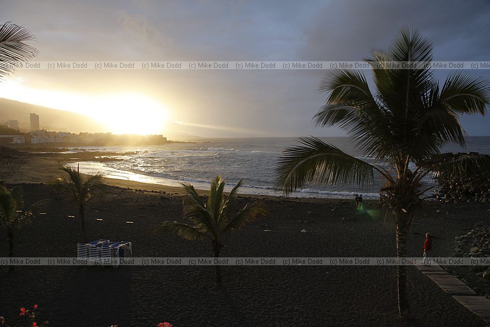 Sunset with palm trees