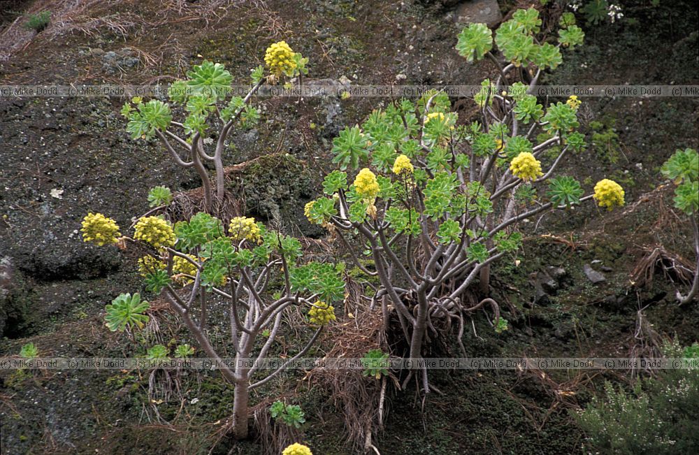 Aeonium holochrysum