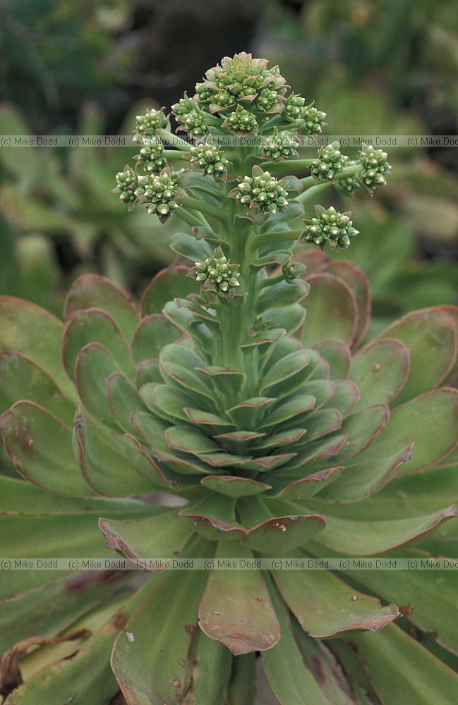 Aeonium pseudourbicum