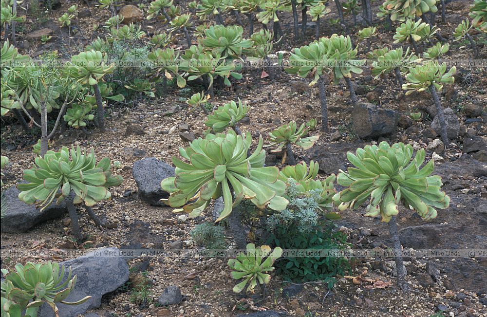 Aeonium pseudourbicum