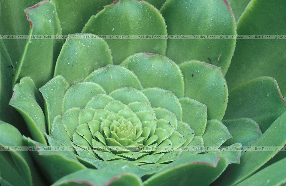 Aeonium pseudourbicum