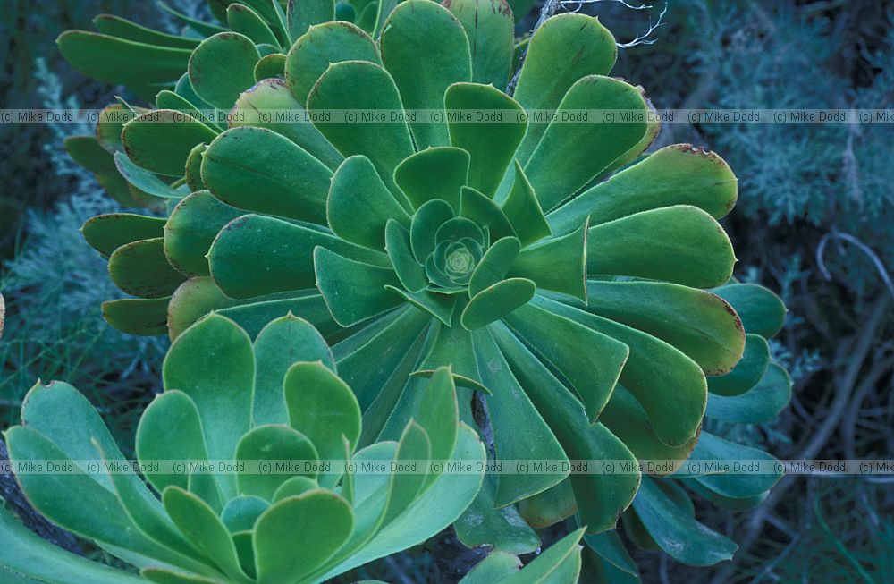 Aeonium sp.