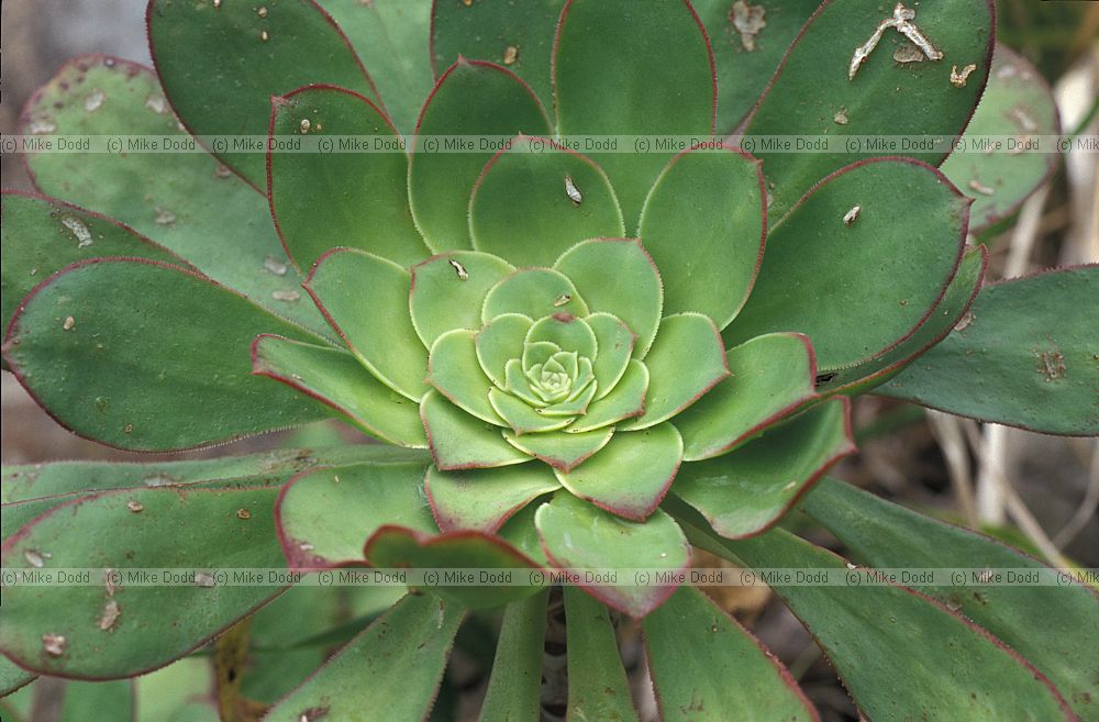 Aeonium sp.