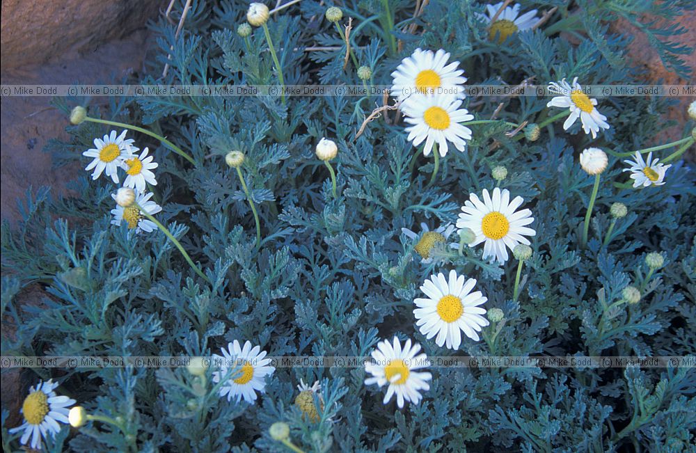 Argyranthemum sp