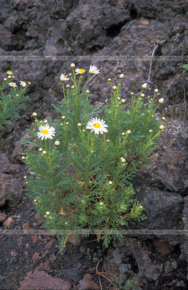 Argyranthemum sp