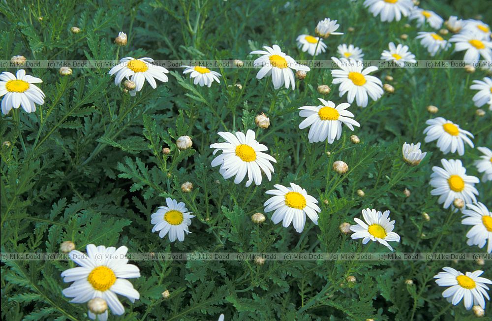 Argyranthemum broussonetii