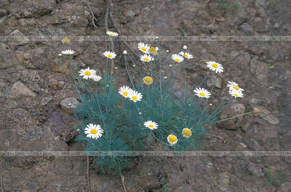 Argyranthemum foeniculateum