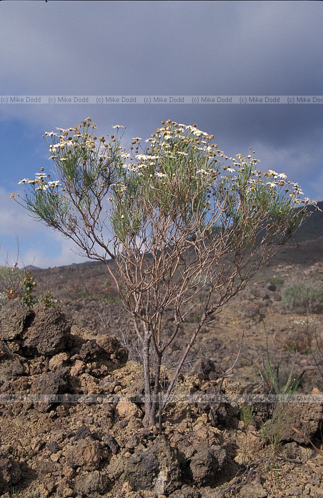 Argyranthemum gracilis