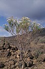 Argyranthemum gracilis