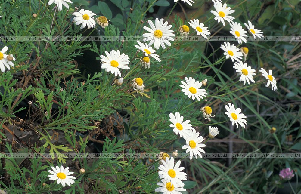 Argyranthemum lemsii