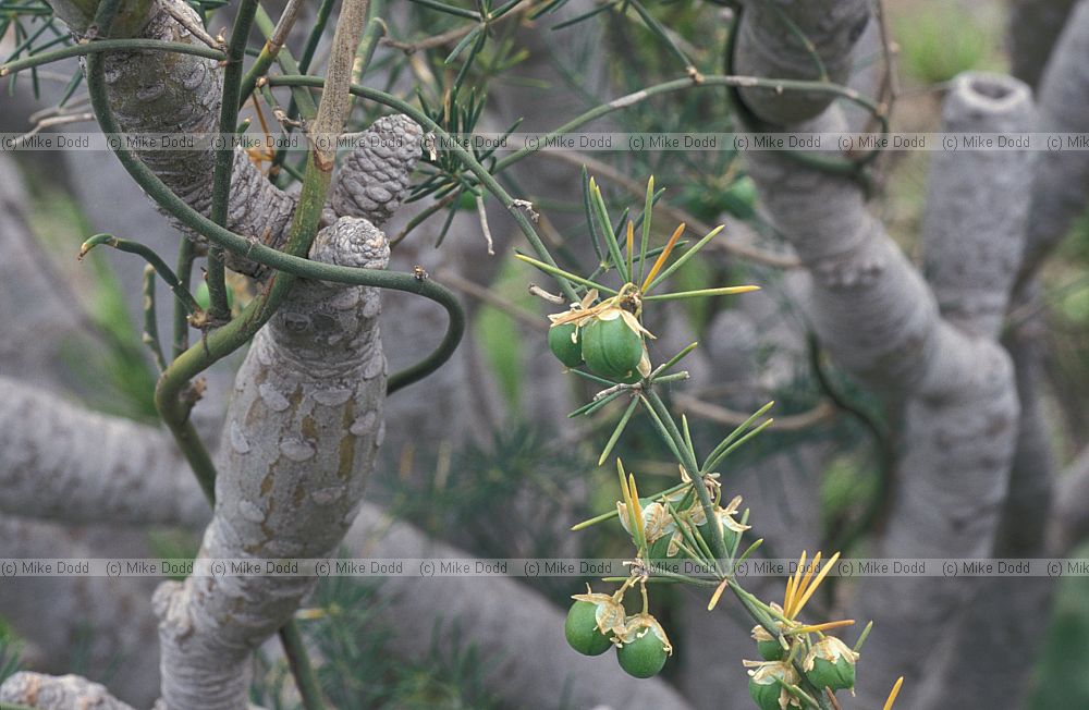 Asparagus umbellatus