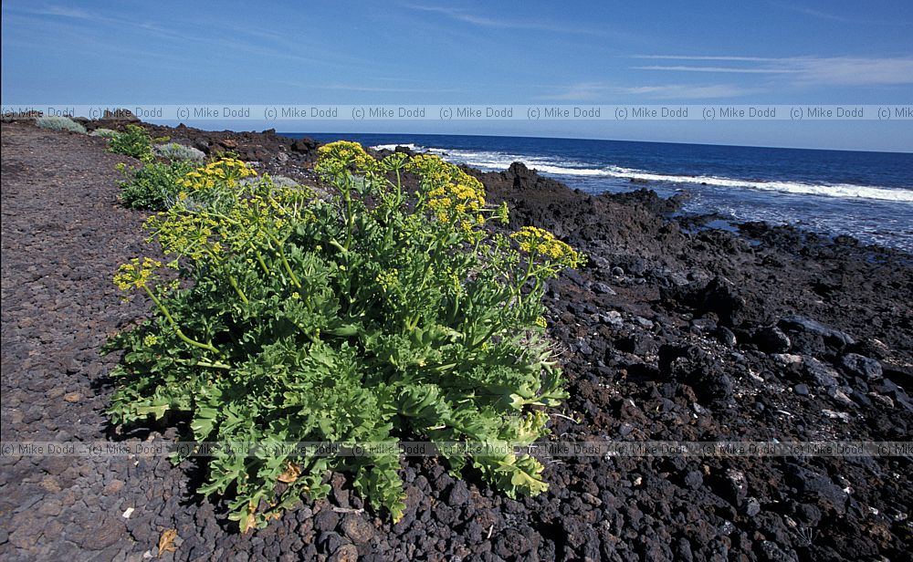 Astydmia latifolia