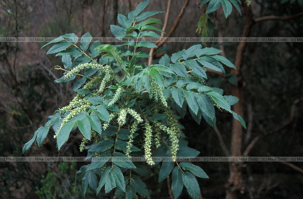 Bencomia caudata