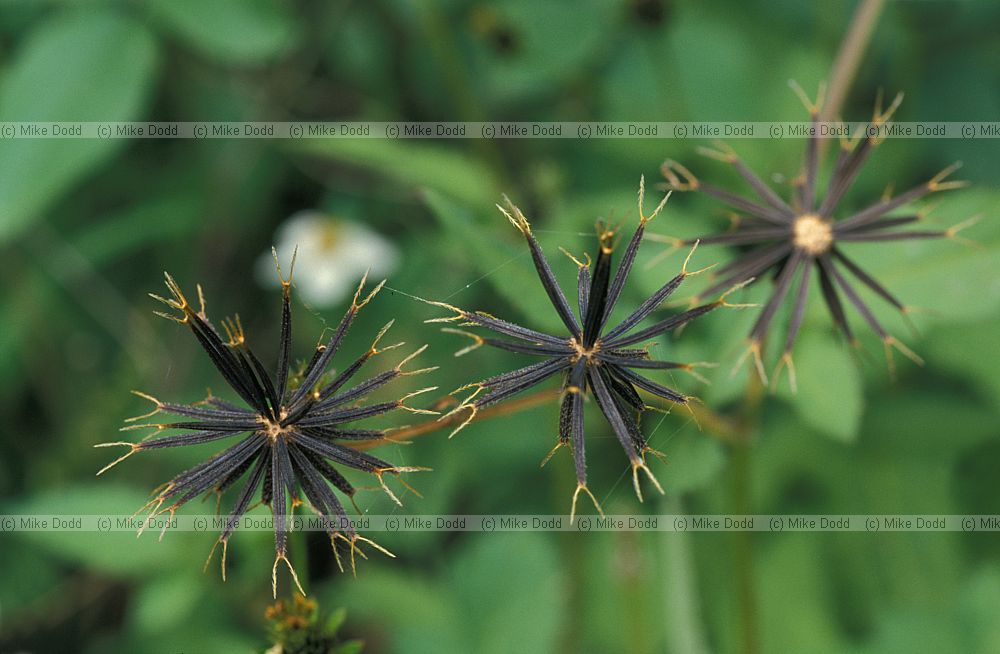 Bidens sp