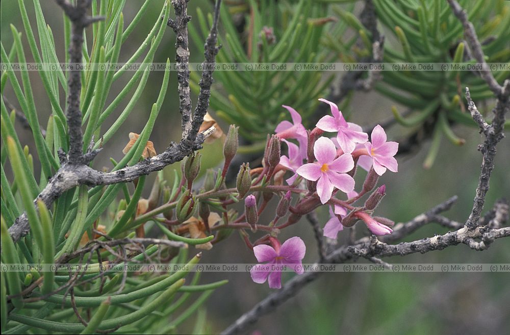 Campylanthus salsoloides Canary endemic