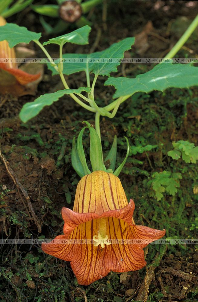 Canaria canariensis Canary bellflower Canary endemic