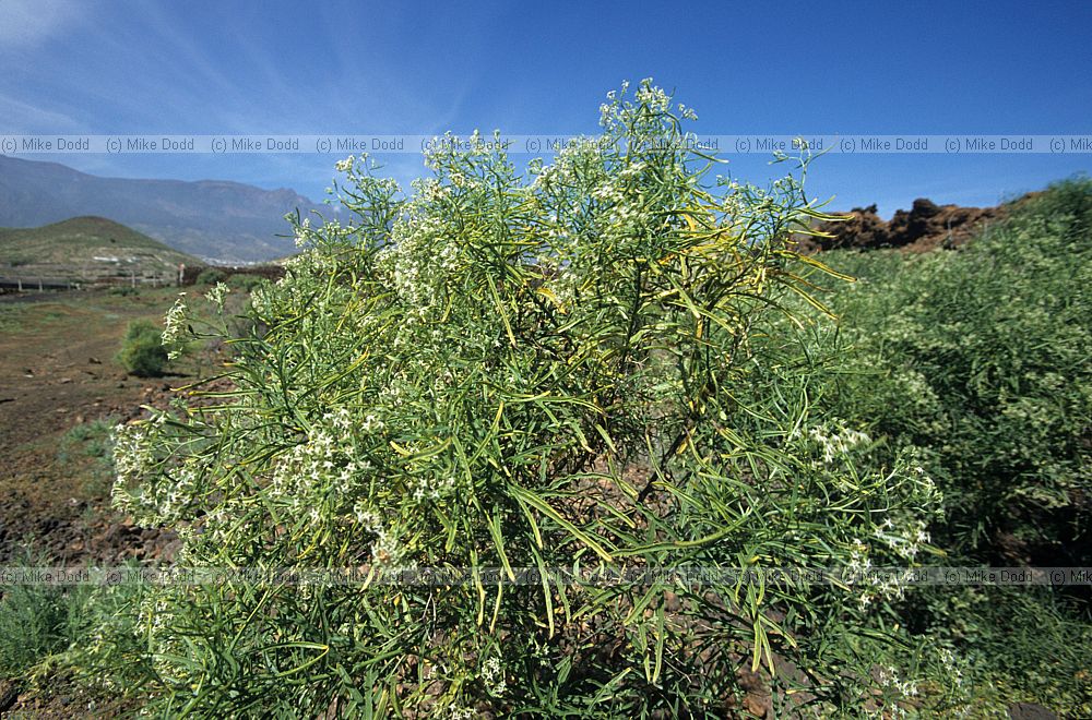 Ceballosia fruticosa