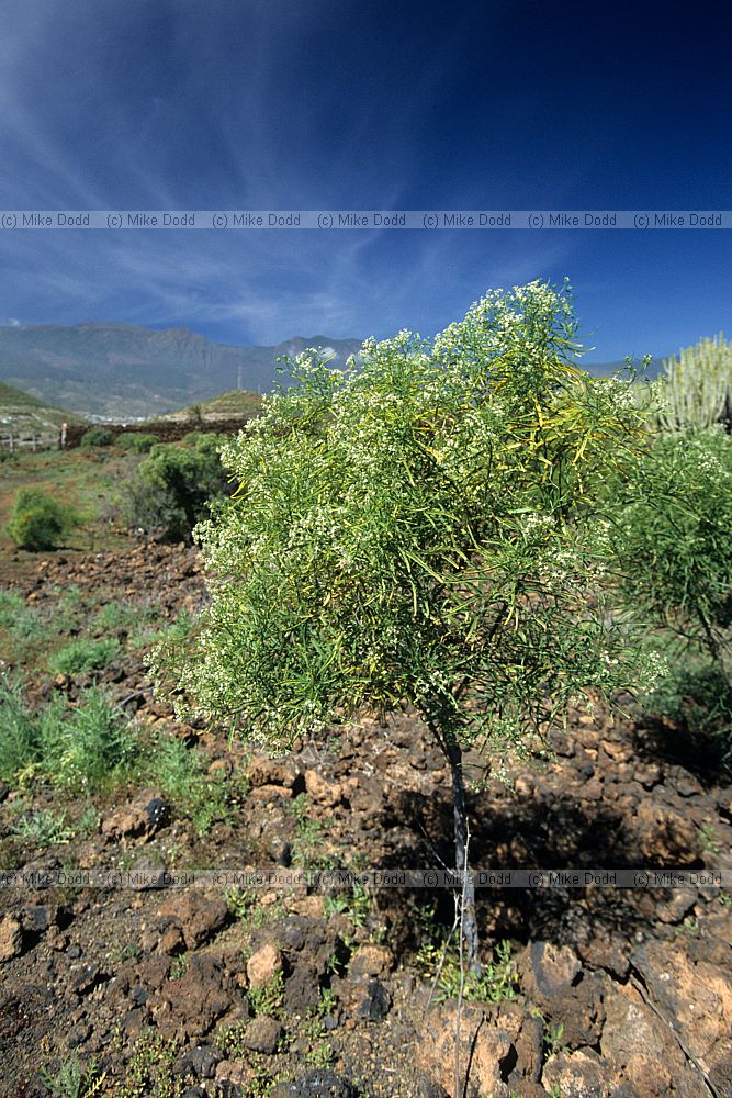Ceballosia fruticosa
