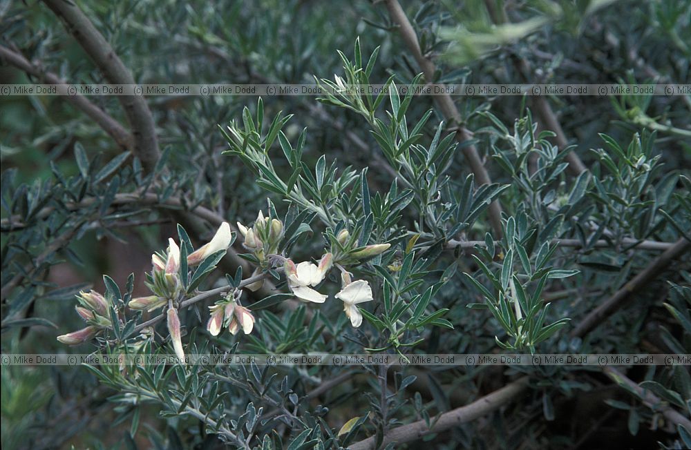 Chamaecytisus proliferus Canary endemic