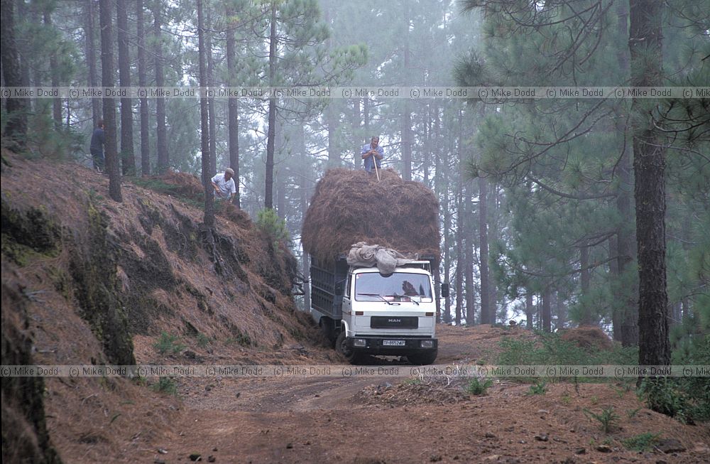 Collecting pine needes in canary pine forest for animal bedding