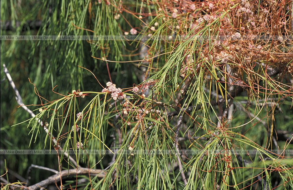 Cuscuta parasitic dodder on Plocama shrub