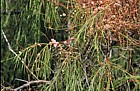 Cuscuta parasitic dodder on Plocama shrub