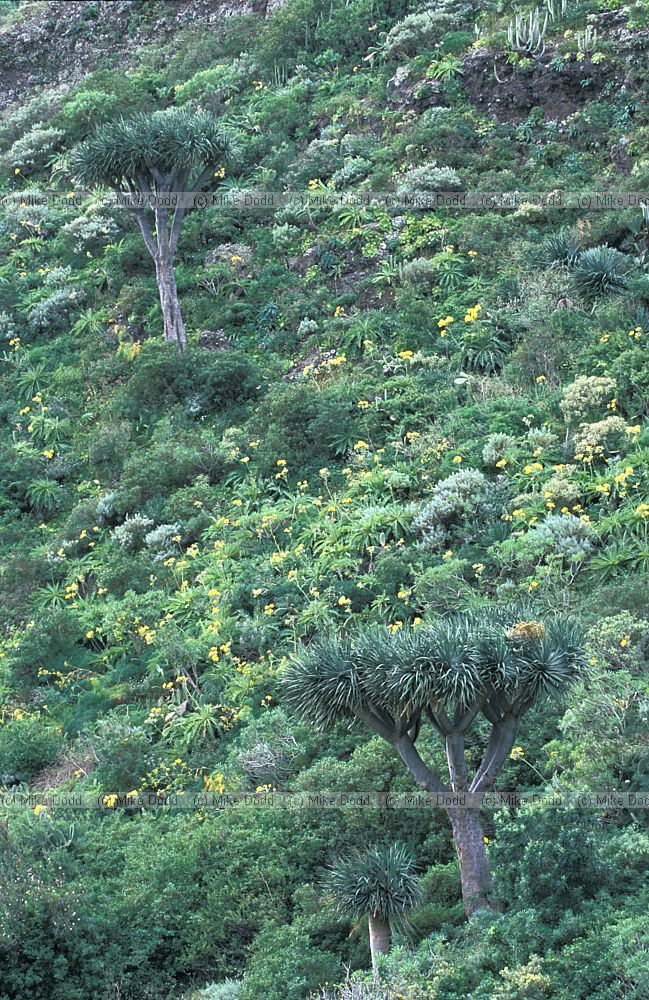 Dracaena drago dragon tree in wild macaronesian endemic