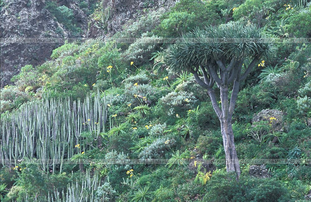 Dracaena drago dragon tree in wild macaronesian endemic