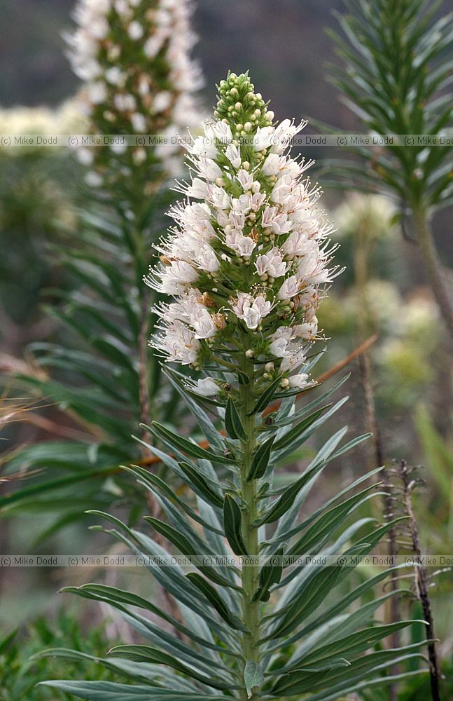 Echium sp