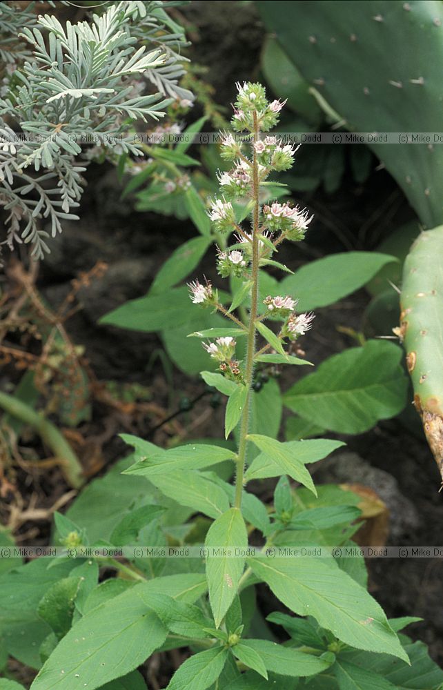 Echium strictum