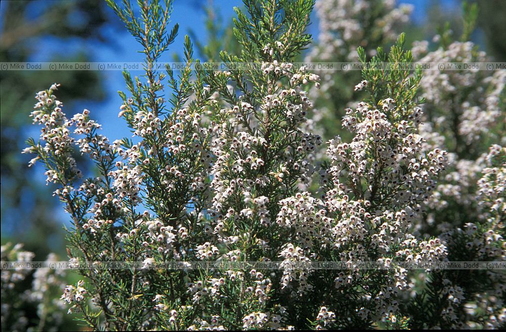 Erica arborea