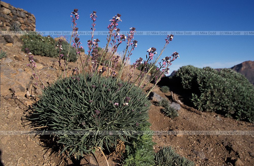 Erysimum scoparium on mt Teide Tenerife endemic