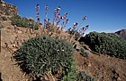 Erysimum scoparium on mt Teide Tenerife endemic