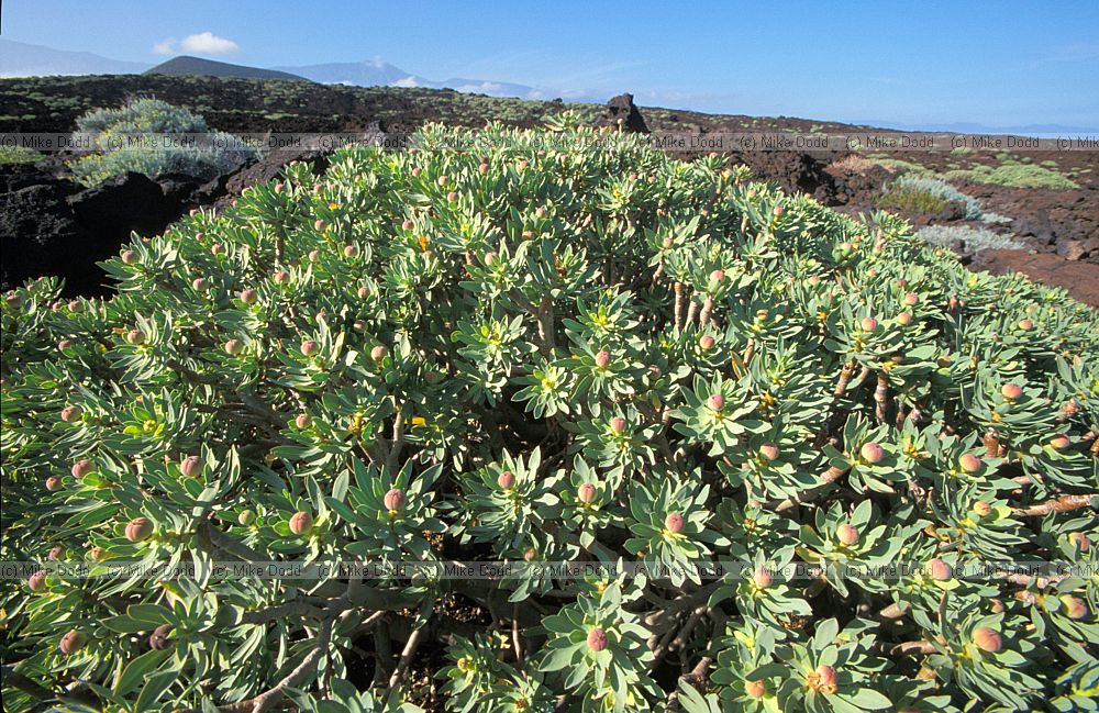 Euphorbia balsamifera Tabaiba Dulce on barren larva