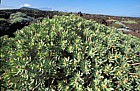 Euphorbia balsamifera Tabaiba Dulce on barren larva