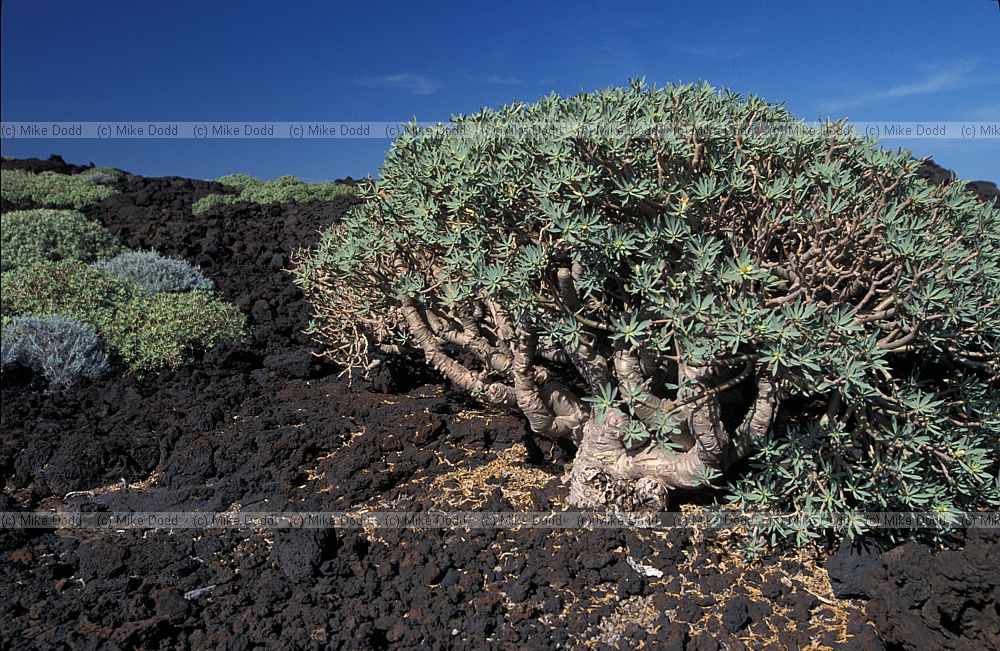 Euphorbia balsamifera Tabaiba Dulce on barren larva