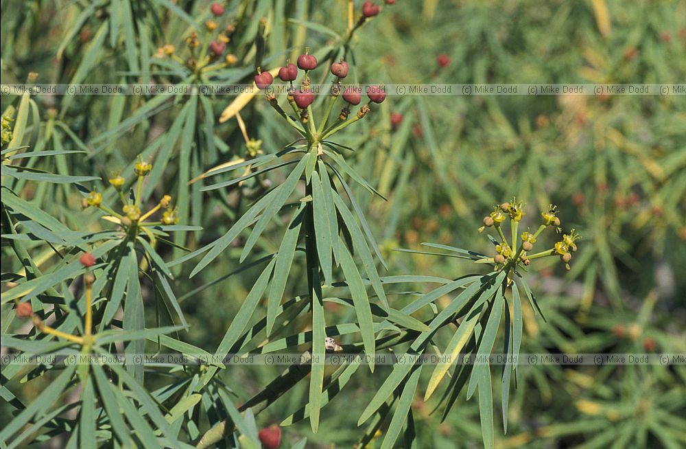 Euphorbia brusonetii