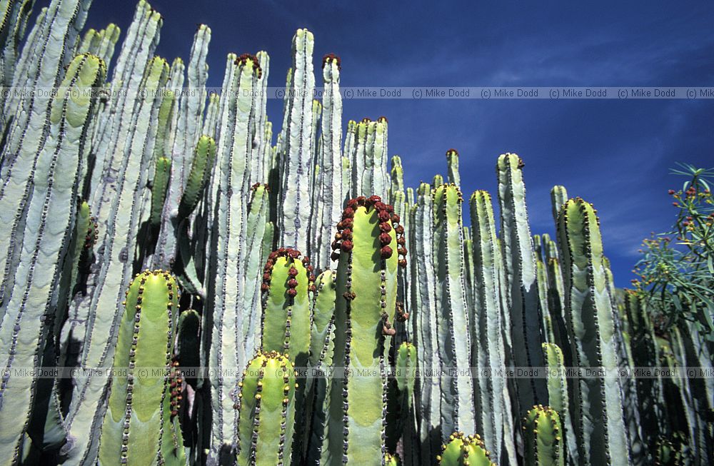 Euphorbia canariensis Cardon Canary endemic