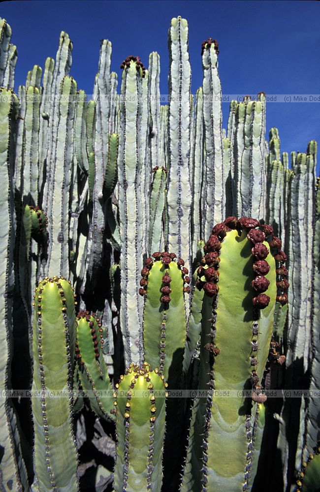 Euphorbia canariensis Cardon Canary endemic