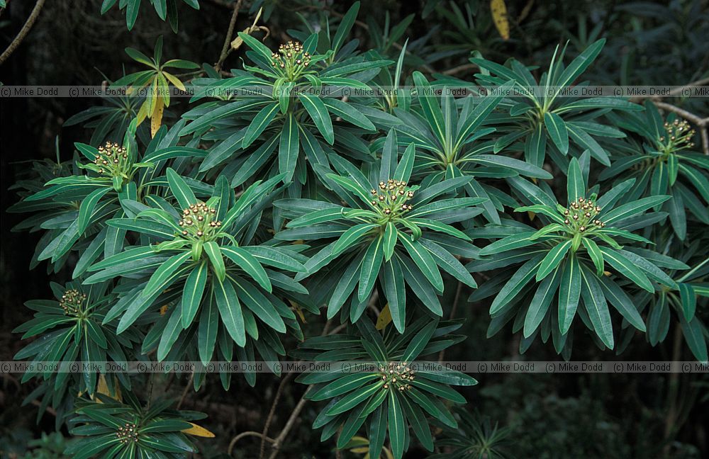 Euphorbia mellifera