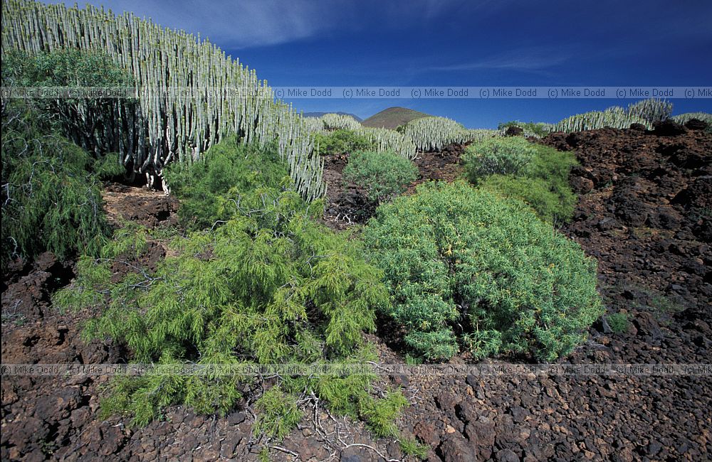 Euphorbias and Plocama pendula (Balo) Canary endemic