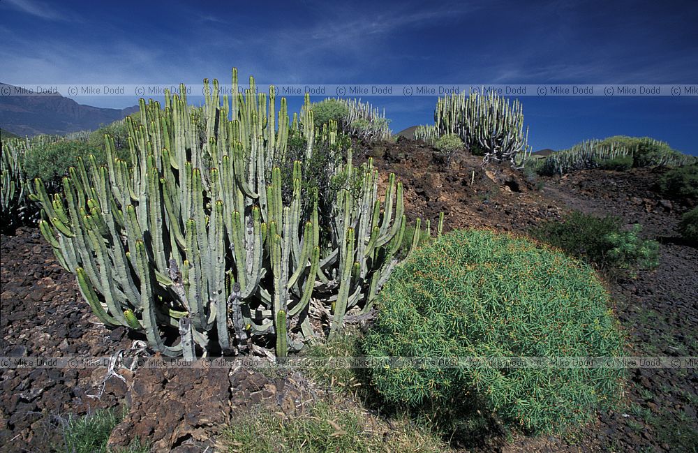 Euphorbias at Guimar