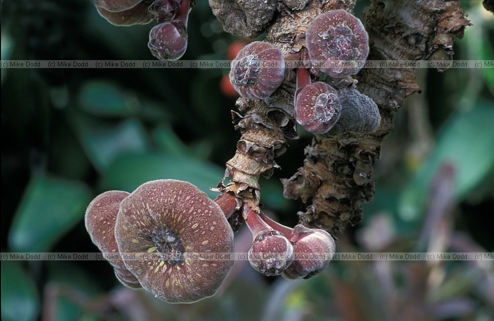 Ficus auriculata in botanic garden