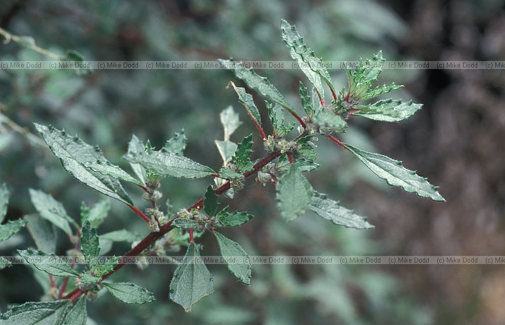 Forsskahlea angustifolia Ratonera Canary endemic