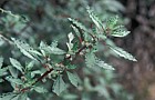 Forsskahlea angustifolia Ratonera Canary endemic