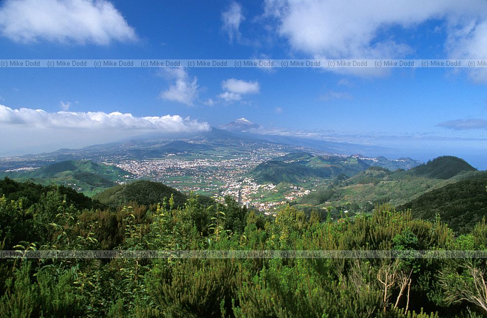 From Las Mercedes looking towards Teide